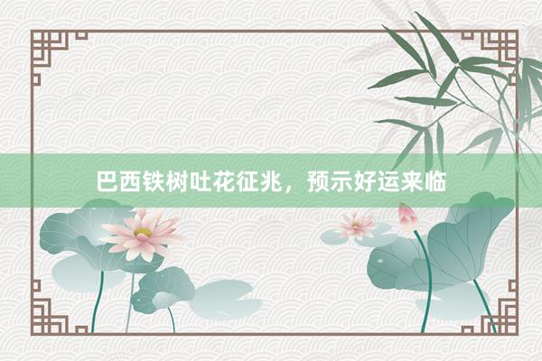 巴西铁树吐花征兆，预示好运来临